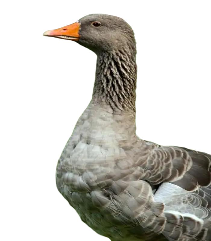 灰鸭3 Duck - Image 1