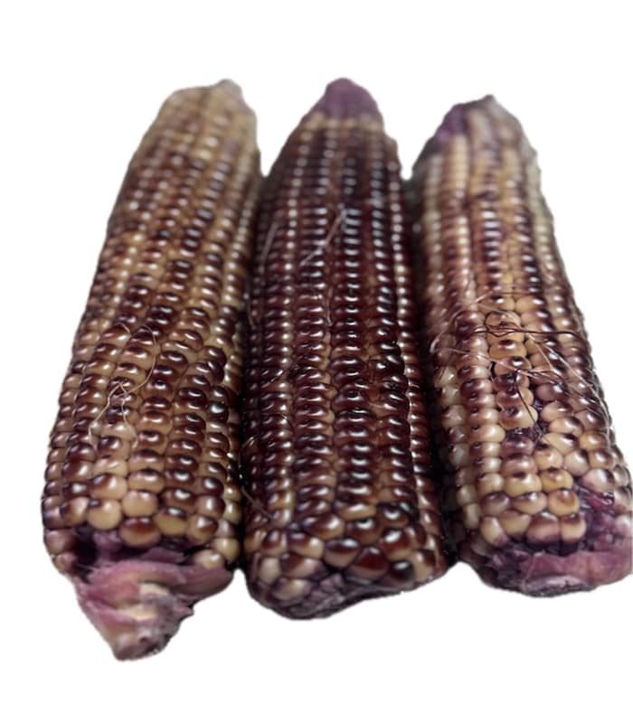 玉米 Waxy corn - Image 1