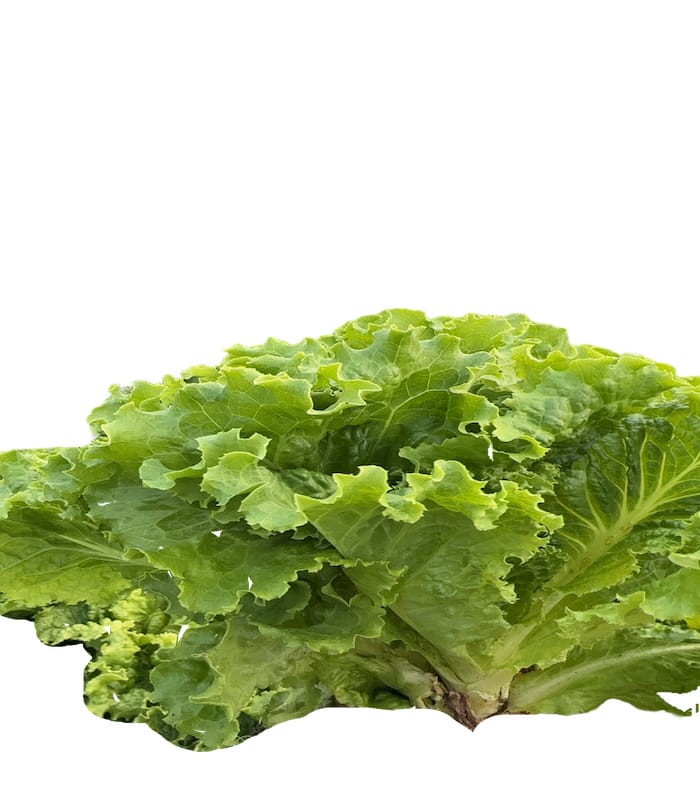 生菜 Lettuce - Image 1