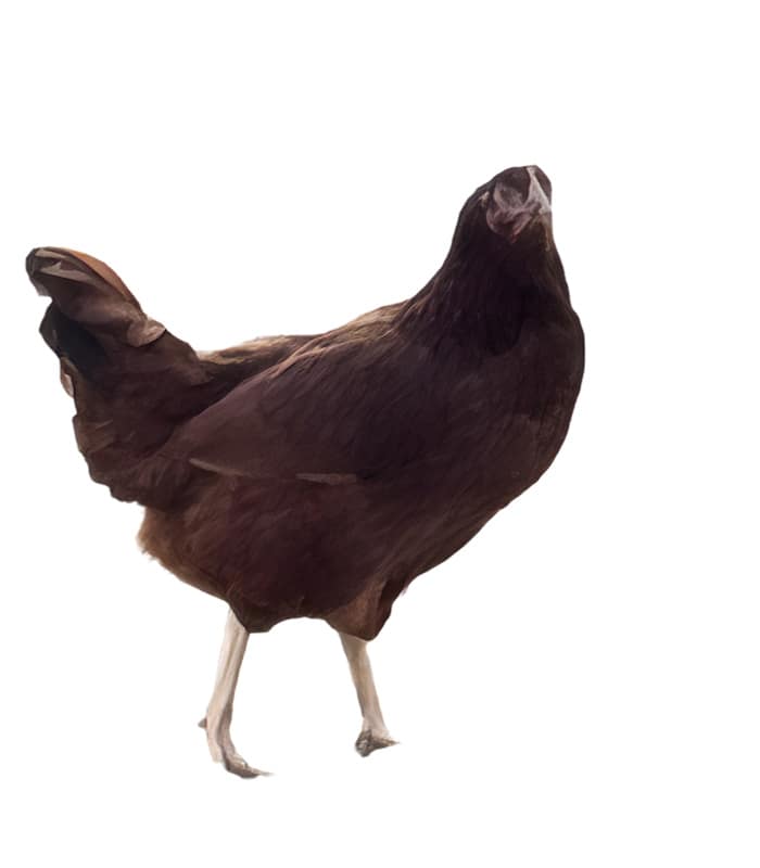 走地鸡1 Free-range chicken - Image 1